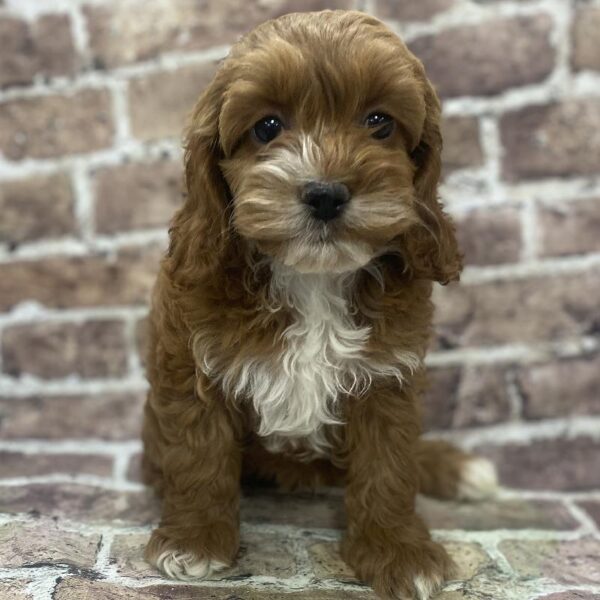 Cockapoo-DOG-Female-Bf-389-Petland Woodlands, TX