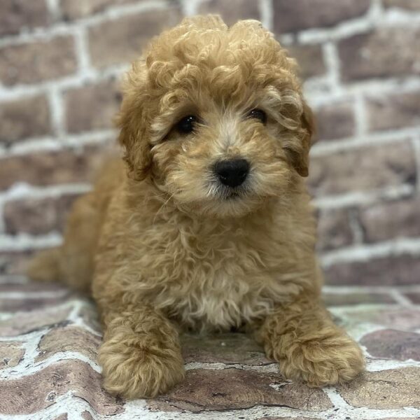 Poodle-DOG-Male-apct-385-Petland Woodlands, TX