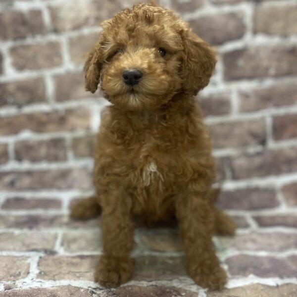 Goldendoodle-DOG-Male-rd-387-Petland Woodlands, TX