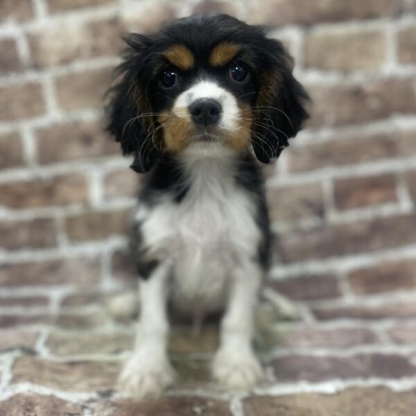 Cavalier King Charles Spaniel-DOG-Male-blk wh & tn-383-Petland Woodlands, TX
