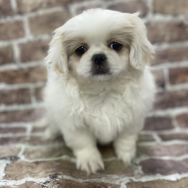 Pekingese-DOG-Female-cr-396-Petland Woodlands, TX