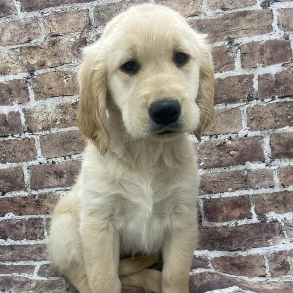 Golden Retriever-DOG-Female-golden-388-Petland Woodlands, TX