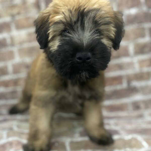 Soft Coated Wheaten Terrier-DOG-Female-wthn-386-Petland Woodlands, TX