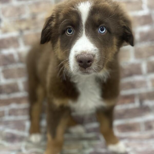 Australian Shepherd-DOG-Male-rd tn & wh-384-Petland Woodlands, TX