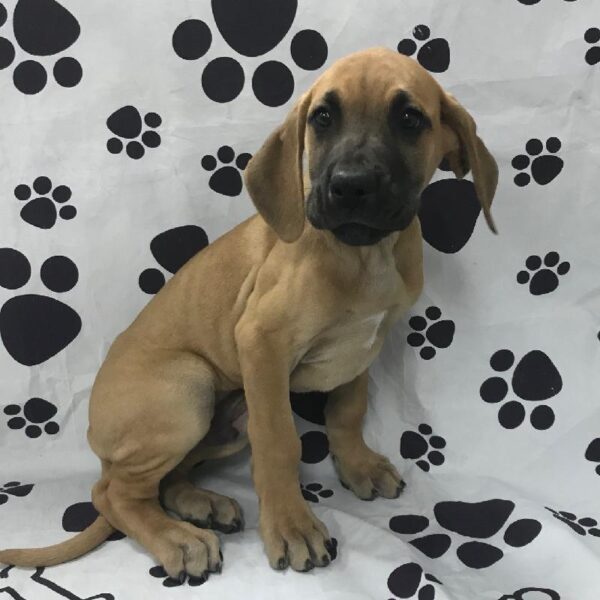 Great Dane-DOG-Male-Fawn-2761-Petland Woodlands, TX