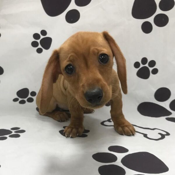 Dachshund-DOG-Female-Red-2763-Petland Woodlands, TX