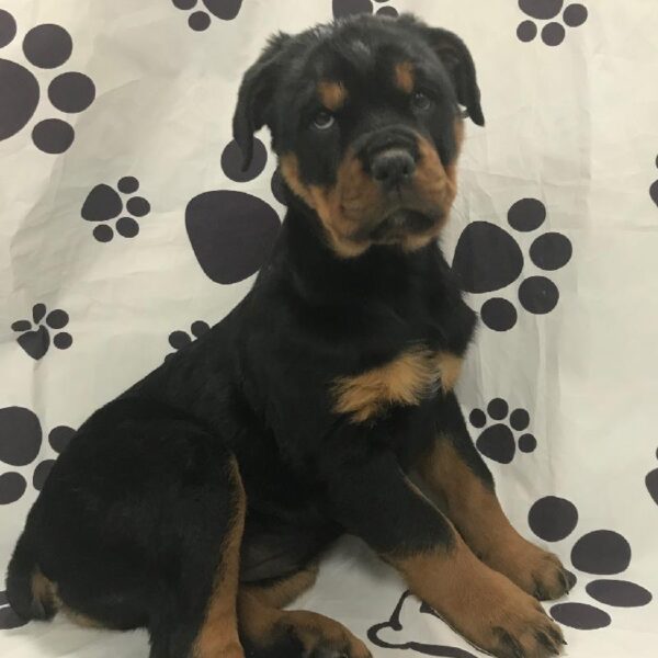 Rottweiler-DOG-Female-Black & Rust-2762-Petland Woodlands, TX