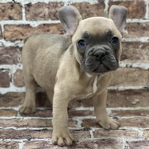 French Bulldog-DOG-Male-Fawn-404-Petland Woodlands, TX