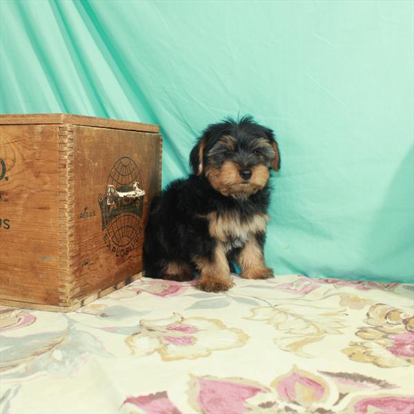 Yorkie-DOG-Male-Black / Tan-2802-Petland Woodlands, TX