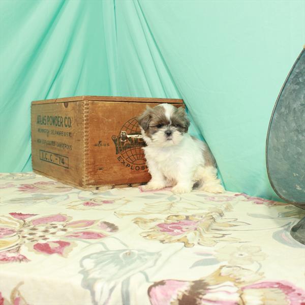 Shih Tzu-DOG-Male-White / Blue Fawn-2804-Petland Woodlands, TX