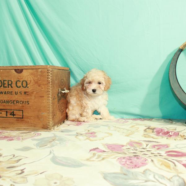 Maltipoo-DOG-Female-Apricot-2806-Petland Woodlands, TX