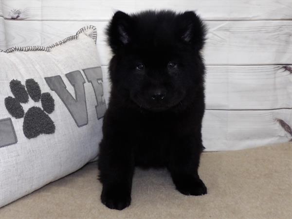 Chow Chow-DOG-Female-Black-2807-Petland Woodlands, TX