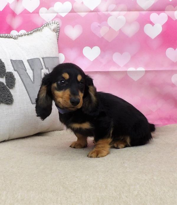 Dachshund-DOG-Male-Black / Tan-2808-Petland Woodlands, TX