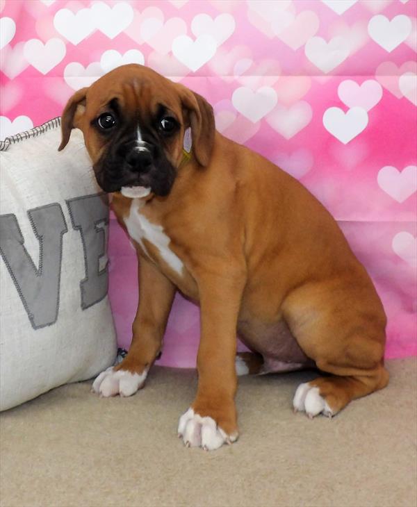 Boxer-DOG-Male-Fawn-2809-Petland Woodlands, TX