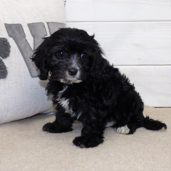 Cavapoo-DOG-Male-Black-2810-Petland Woodlands, TX
