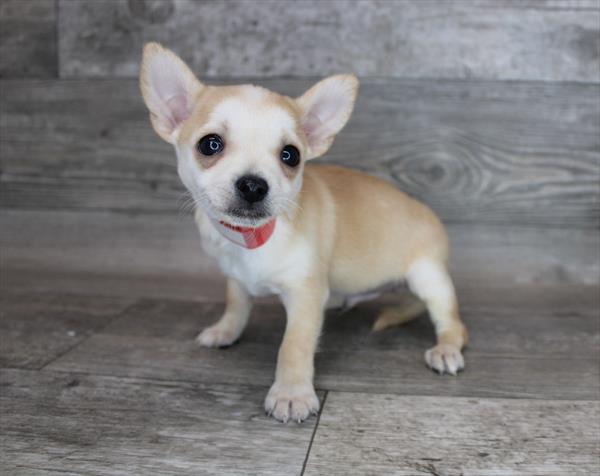 Chihuahua-DOG-Male-Cream-2813-Petland Woodlands, TX