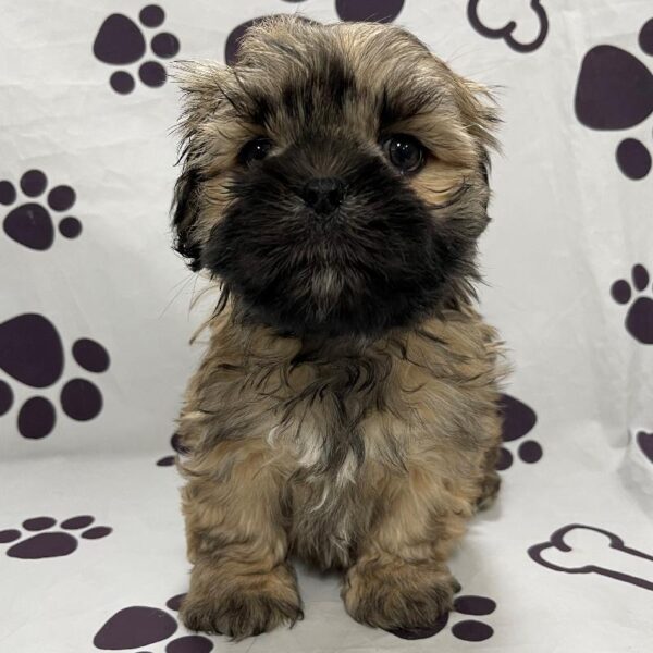 Lhasa Apso-DOG-Male-Golden-2829-Petland Woodlands, TX