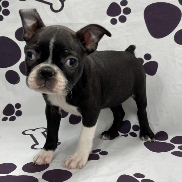 Boston Terrier-DOG-Female-Black & White-2815-Petland Woodlands, TX