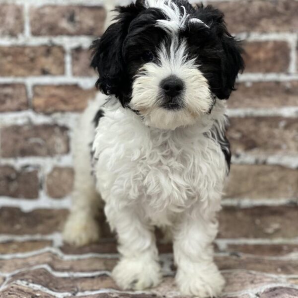 Maltipoo-DOG-Male-black & white-400-Petland Woodlands, TX