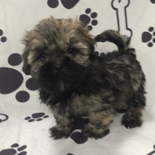 Lhasa Apso-DOG-Female-Dark Golden-2827-Petland Woodlands, TX