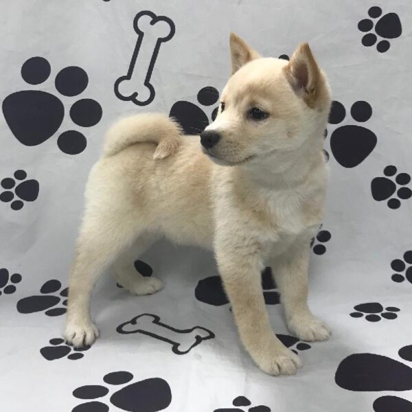 Shiba Inu-DOG-Male-CREAM-2830-Petland Woodlands, TX