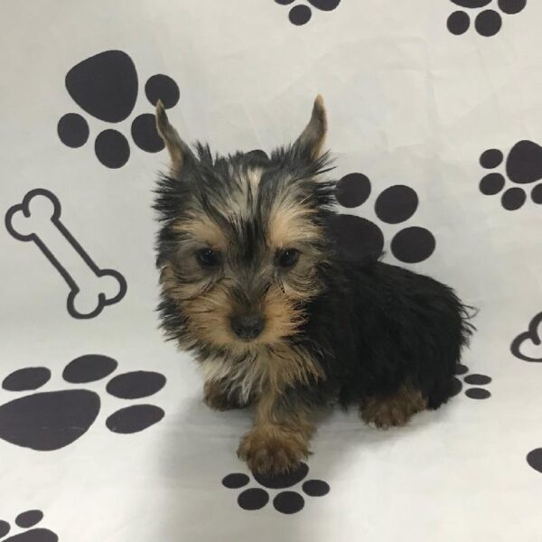 Silky Terrier-DOG-Female-BLACK/TAN-2828-Petland Woodlands, TX