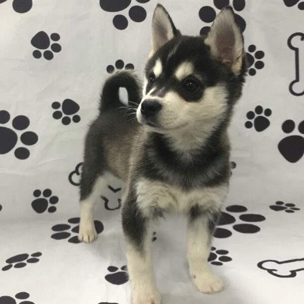 Alaskan Klee Kai-DOG-Male-Black / White-2814-Petland Woodlands, TX