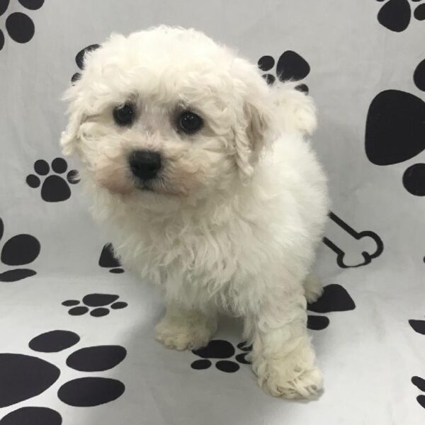 Bichon-DOG-Male-White-2825-Petland Woodlands, TX