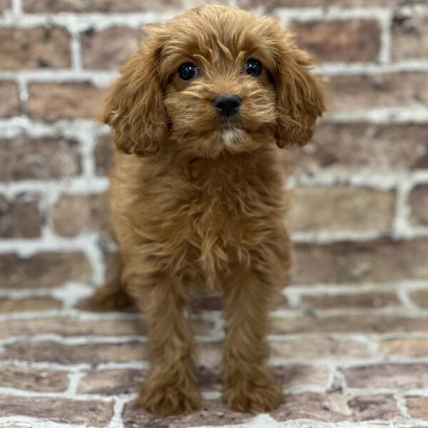 Cavapoo-DOG-Female-Apct-401-Petland Woodlands, TX