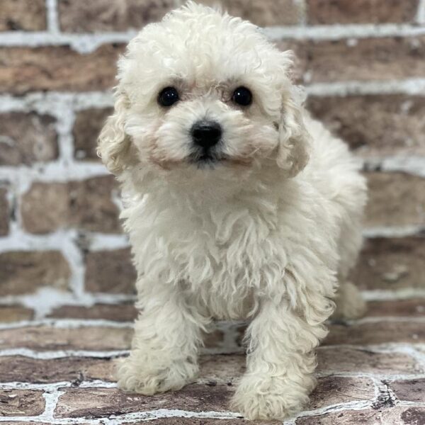 Bichon-Poodle-DOG-Female-Cr-403-Petland Woodlands, TX