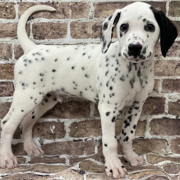 Dalmatian-DOG-Male-Black & White-405-Petland Woodlands, TX