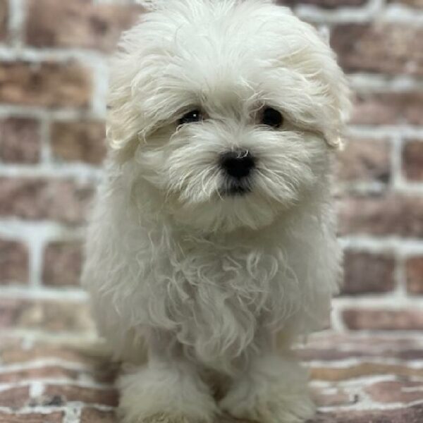 Maltese-DOG-Male-white-392-Petland Woodlands, TX