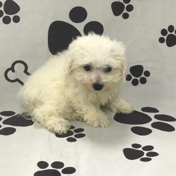 Bichon-DOG-Female-White-2832-Petland Woodlands, TX