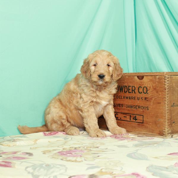 Goldendoodle-DOG-Male-Golden-2856-Petland Woodlands, TX