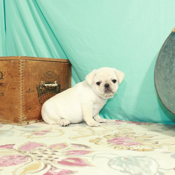 Pug-DOG-Male-Cream-2857-Petland Woodlands, TX