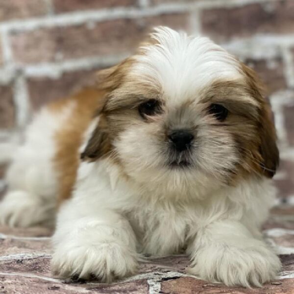 Shih Tzu-DOG-Male-Brown & White-412-Petland Woodlands, TX