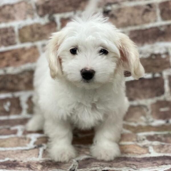 Coton De Tulear-DOG-Female-white-424-Petland Woodlands, TX