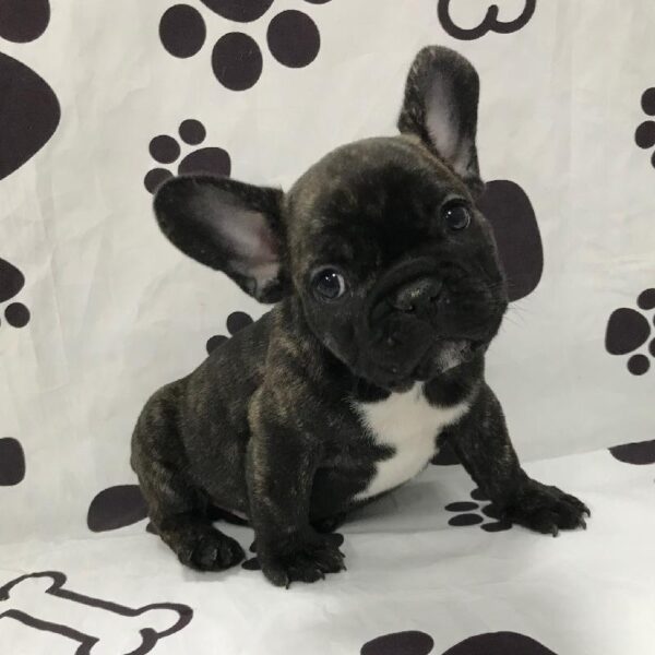 French Bulldog-DOG-Male-Black Brindle-2858-Petland Woodlands, TX