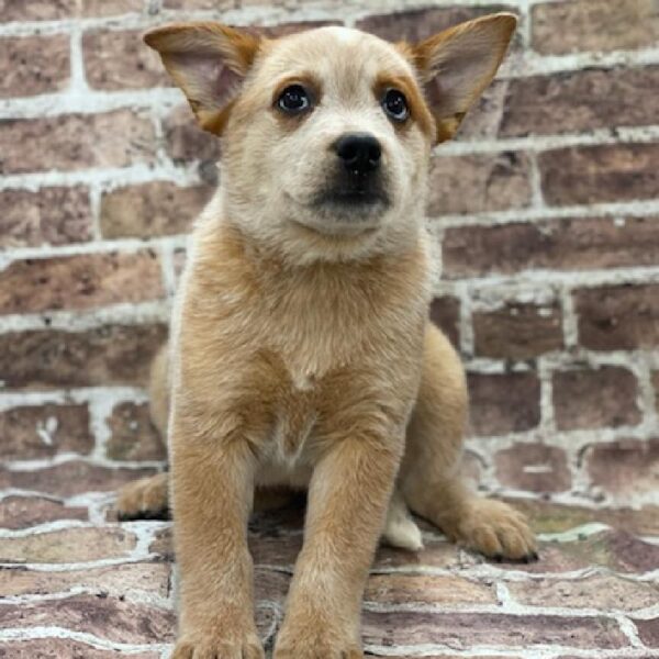 Australian Cattle Dog-DOG-Female-red-419-Petland Woodlands, TX