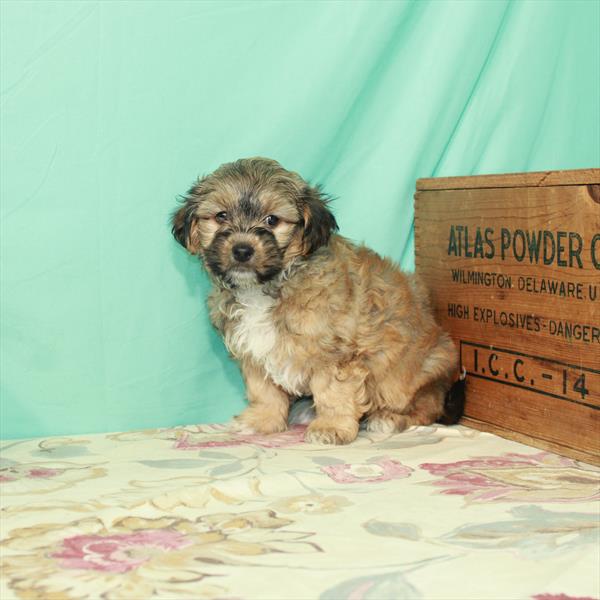 Havanese-DOG-Male-Gold-2893-Petland Woodlands, TX
