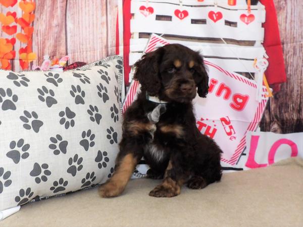 Cocker Spaniel-DOG-Male-Chocolate / Tan-2895-Petland Woodlands, TX