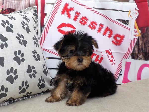 Yorkie-DOG-Male-Black / Tan-2896-Petland Woodlands, TX