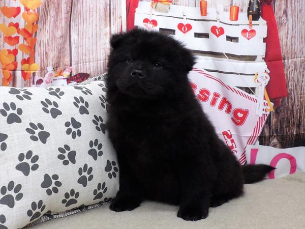 Chow Chow-DOG-Male-Black-2897-Petland Woodlands, TX