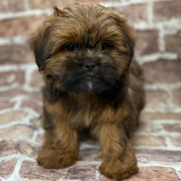 Shorkie-DOG-Male-brown-422-Petland Woodlands, TX