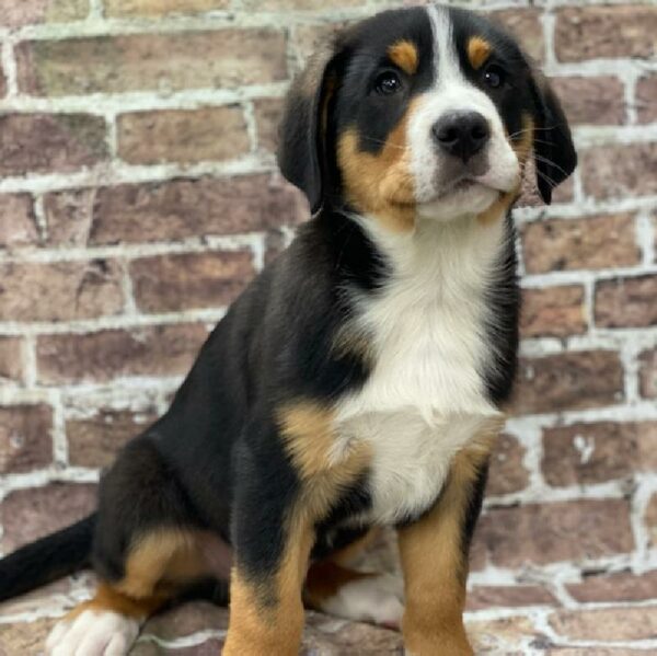 Greater Swiss Mountain Dog-DOG-Male-blk,wh & rd-425-Petland Woodlands, TX