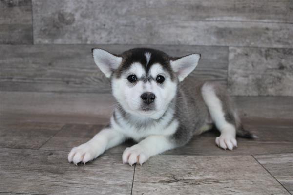 Alaskan Klee Kai-DOG-Female-Black / White-2924-Petland Woodlands, TX