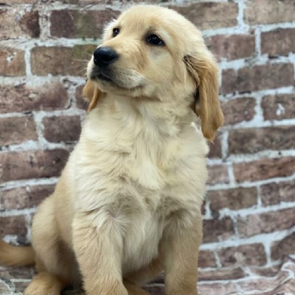 Golden Retriever-DOG-Male-Golden-426-Petland Woodlands, TX