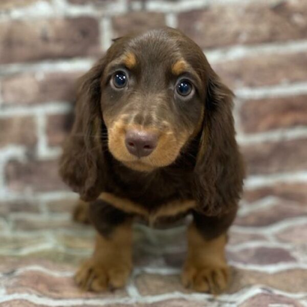 Dachshund-DOG-Male-chlt & tn-428-Petland Woodlands, TX