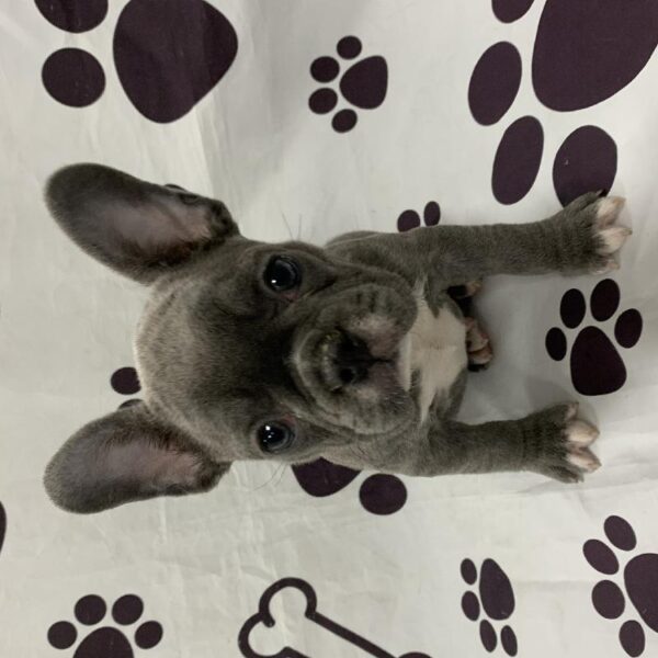 French Bulldog-DOG-Female-Blue-2928-Petland Woodlands, TX