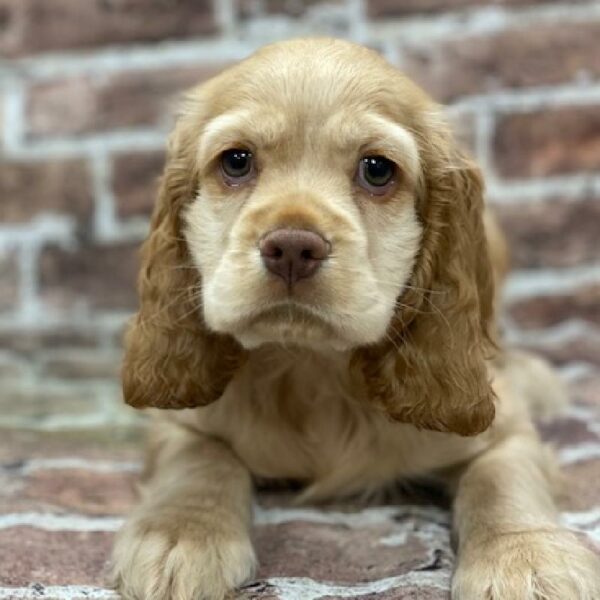 Cocker Spaniel-DOG-Female-bf-435-Petland Woodlands, TX